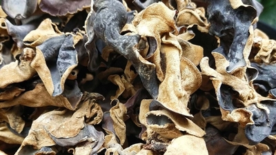 Nấm Mèo (Mộc Nhĩ)